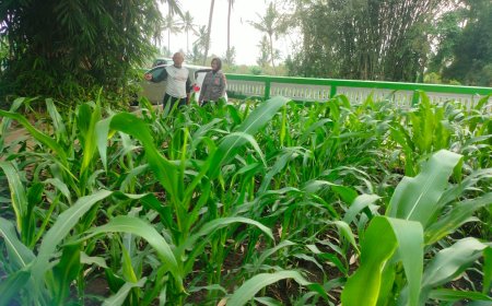 Polres Malang Kawal Ketahanan Pangan, Bhabinkamtibmas Dampingi Petani